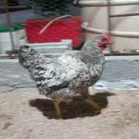 خروس|حیوانات مزرعه|بوشهر, |دیوار