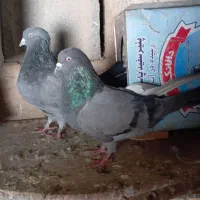 کبوتر|پرنده|بروجن, |دیوار