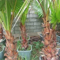 پالم واشنگتنی|گل و گیاه طبیعی|رودسر, |دیوار