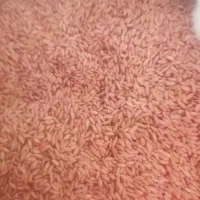 فروش بذرگندم۵۰کیلو