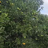 فروش-زمین-کاربرد-مسکونی
