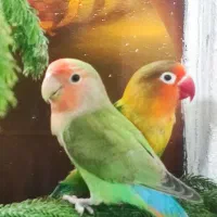 کوتوله برزیلی