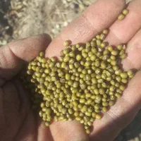 ۲۰ گونی ماش درج یک یک|خوردنی و آشامیدنی|چگنی, |دیوار