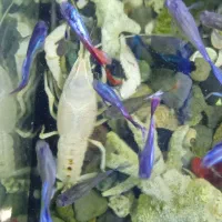 فروش آکواریوم ماهی|ماهی|رشت, معلم|دیوار