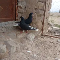جفت شهری و طوقی و زاغ و گوره سینه سفید