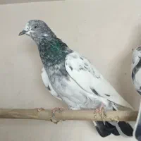 ماده پاکستانی|پرنده|قم, آزادگان|دیوار