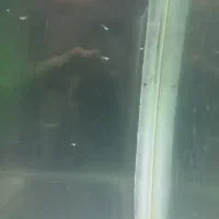 بچه ماهی گوپی