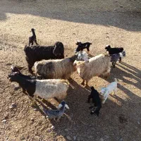 ۴بز.۸ تا بزغاله دارن|حیوانات مزرعه|کنگاور, |دیوار