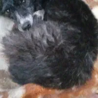 حیوانات خانگی|سگ|کرمانشاه, |دیوار