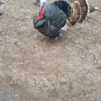 مرغ خروس غاز بوقلمون|حیوانات مزرعه|اردبیل, |دیوار