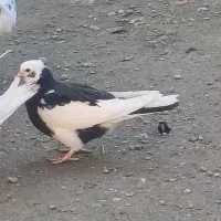 کبوتر|حیوانات|بندر ترکمن, |دیوار