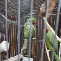 ملنگو نر و ماده مولد