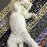 گربه پرشین ساکت و خانگی|گربه|میاندوآب, |دیوار