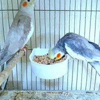 فروش عروس مولد با جوجه