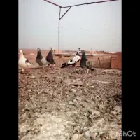 کبوتر خارج شهری پرشی|پرنده|بیرجند, |دیوار
