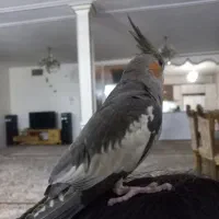 عروس هلندی سخنگو نر ۲۰کلمه حرف میزنه|پرنده|تهران, ائمه اطهار|دیوار