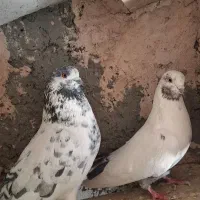 کاشونی .کله دمسبز .پرشی .ساعتی