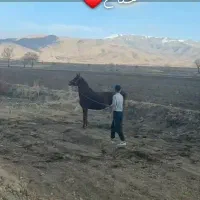 مادیان