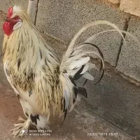 حیوانات مزرعه