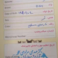 گمشده|گربه|اردبیل, |دیوار