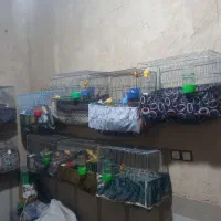 فروش قناری|پرنده|رونیز, |دیوار