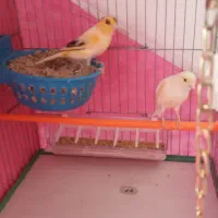 قناری جفت ، نر ریزه خون