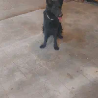 واگذاری سگ ژرمن شپرد بلک اصل|سگ|قم, کلهری|دیوار