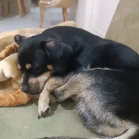 واگذاری یک پت ۸ماهه