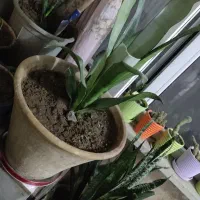 سه تاش باهم،نهصد