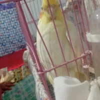 عروس هلندی ماده