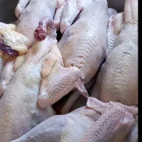 قل و|حیوانات مزرعه|بوکان, |دیوار