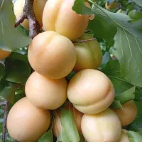 اجاره گر میوه هستم