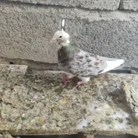 کفتر