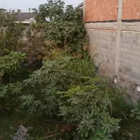 زمین با بافت مسکونی سنددار بهنمیر دو قدمی خیابان|فروش زمین و ملک کلنگی|بابلسر, |دیوار