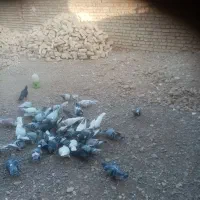 تعدادی کبوتر فروشی|پرنده|فرح دشت, |دیوار