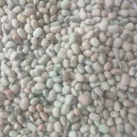 لوبیا محلی اشی