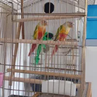 آگهی فروش یک جفت گرینجیک آناناس رد|پرنده|شاهین دژ, |دیوار