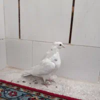 کبوتر پرشی خوش خال بازی کن|پرنده|اصفهان, حصه جنوبی|دیوار