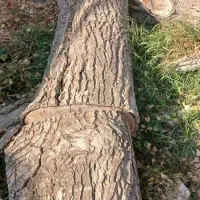 فروش تخته انواع چوب ،کیلویی و فله ای|مصالح و تجهیزات ساختمان|دماوند, گیلاوند|دیوار