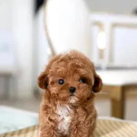 پودل رنگبندی/نر و ماده