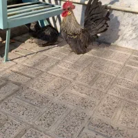 یک جفت جاپنیز اصل باکیفیت