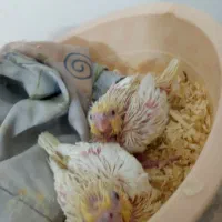 جوجه عروس هلندی نرمه خور|پرنده|مشهد, شهید قربانی|دیوار