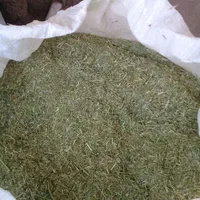 یونجه دیم