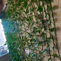 رشد انفجاری پتوس|گل و گیاه طبیعی|اهواز, گلستان|دیوار