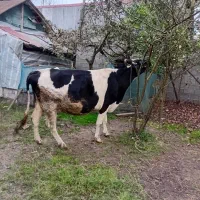 هلشتاین شیری