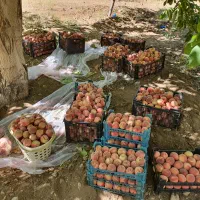 فروش باغ میوه در شهر افوس|فروش زمین و ملک کلنگی|بوئین و میاندشت, |دیوار