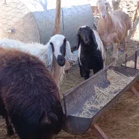 میش وبره بوری|حیوانات مزرعه|خاش, |دیوار