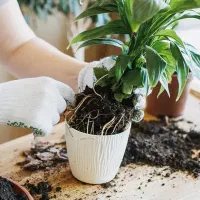 تعویض خاک گلدان های آپارتمانی در محل