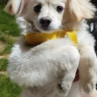 واگذاری سگ پامر