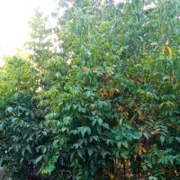 فروش انواع نهال گردو مرغوب کاغذی با قیمت مناسب